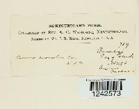 Puccinia punctiformis image