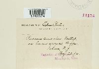 Puccinia punctiformis image