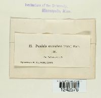 Puccinia punctiformis image