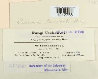 Puccinia tanaceti image