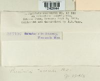 Puccinia tanaceti image