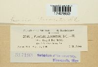 Puccinia tanaceti image