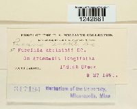 Puccinia tanaceti image