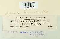 Puccinia tanaceti image