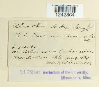 Puccinia tanaceti image