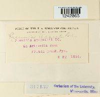 Puccinia tanaceti image