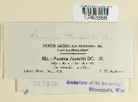 Puccinia tanaceti image