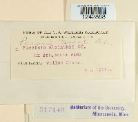 Puccinia tanaceti image