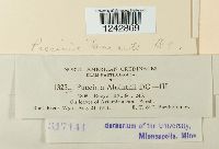 Puccinia tanaceti image