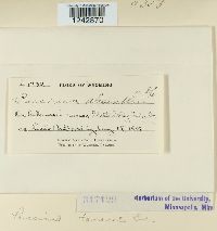 Puccinia tanaceti image