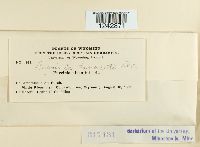 Puccinia tanaceti image