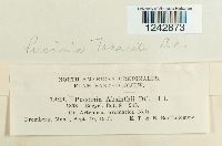 Puccinia tanaceti image