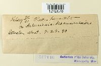 Puccinia tanaceti image