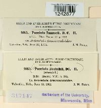 Puccinia tanaceti image