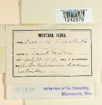 Puccinia tanaceti image