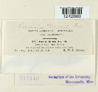 Puccinia tanaceti image