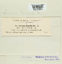 Puccinia tanaceti image