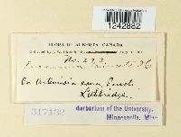 Puccinia tanaceti image