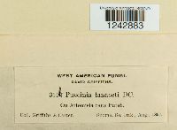 Puccinia tanaceti image