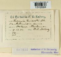 Puccinia tanaceti image