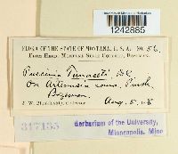 Puccinia tanaceti image