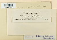 Puccinia tanaceti image