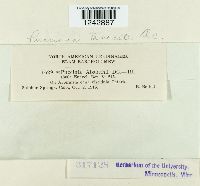 Puccinia tanaceti image