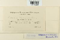 Puccinia tanaceti image