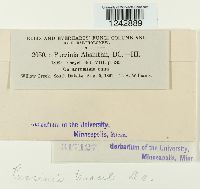 Puccinia tanaceti image