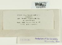 Puccinia tanaceti image