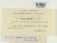 Puccinia tanaceti image