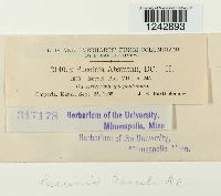 Puccinia tanaceti image