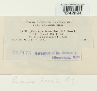 Puccinia tanaceti image