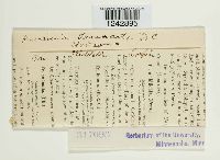 Puccinia tanaceti image