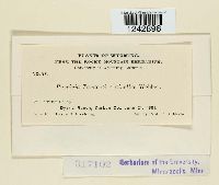 Puccinia tanaceti image