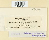 Puccinia tanaceti image