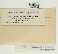 Puccinia tanaceti image