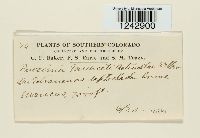 Puccinia tanaceti image