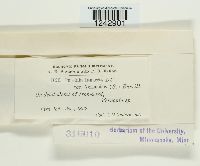 Puccinia tanaceti image