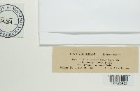 Puccinia taraxaci image