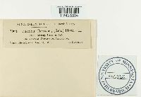 Puccinia taraxaci image