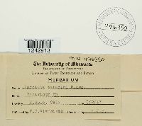 Puccinia taraxaci image