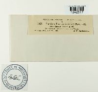 Puccinia taraxaci image