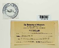 Puccinia taraxaci image