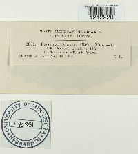 Puccinia taraxaci image