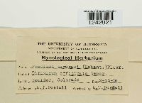 Puccinia taraxaci image