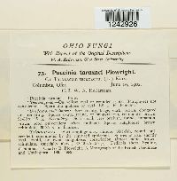 Puccinia taraxaci image