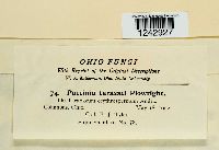 Puccinia taraxaci image