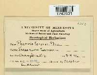 Puccinia taraxaci image