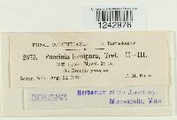 Puccinia tomipara image